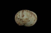 藏品(旋花玉螺)的圖片